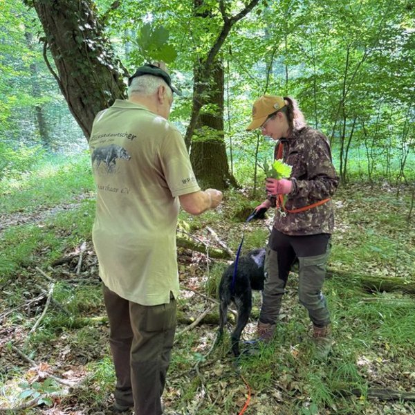 Ein Hund, an der Leine, schnüffelt am Boden zwischen zwei Personen im Wald. Eine Person trägt ein beige T-Shirt mit "Deutsch Drahthaar e.V." Aufdruck.