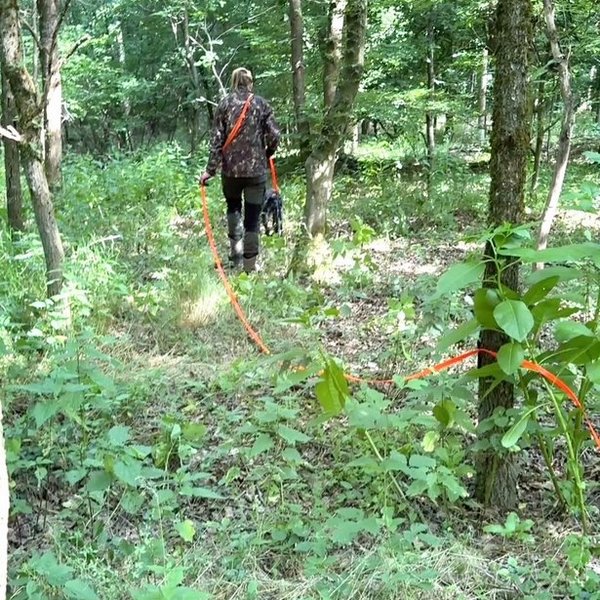 Person führt Hund an orangefarbener Leine durch grünen, dicht bewachsenen Wald. Die Umgebung ist mit Bäumen und Gras bedeckt, die Sonne scheint durch das Blätterdach.